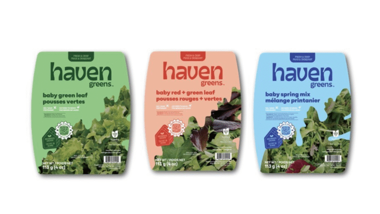 Canada’s CEA Lettuce Boom Starts with Haven Greens Canada’s CEA Lettuce Boom Starts with Haven Greens _agriculture