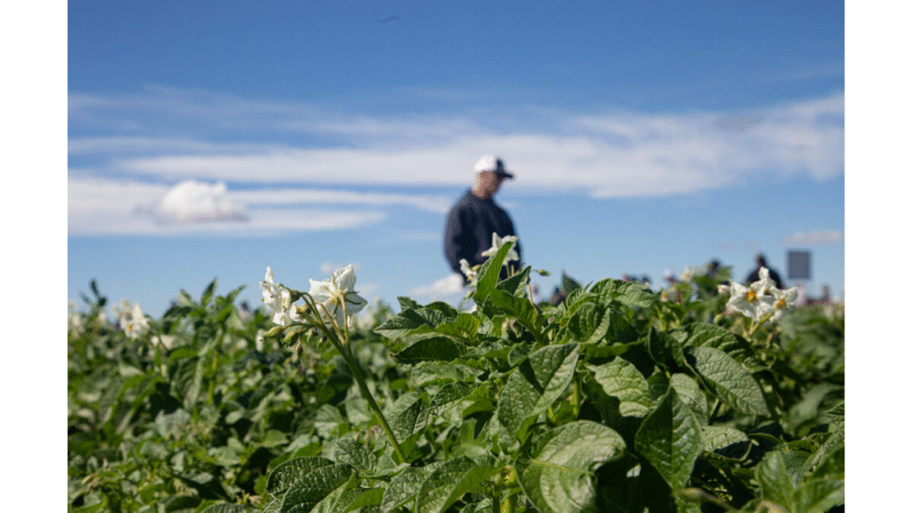 Learn about the newest science of spuds at WSU Potato Field Day, June 26 _agriculture