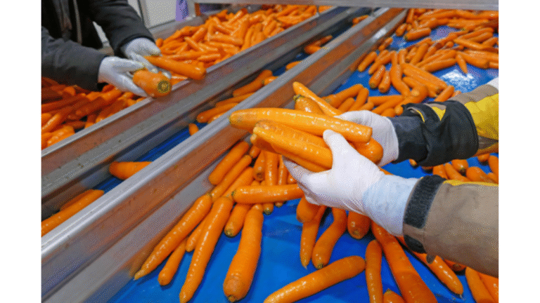 The Importance of Durability in Food Processing Equipment _processing