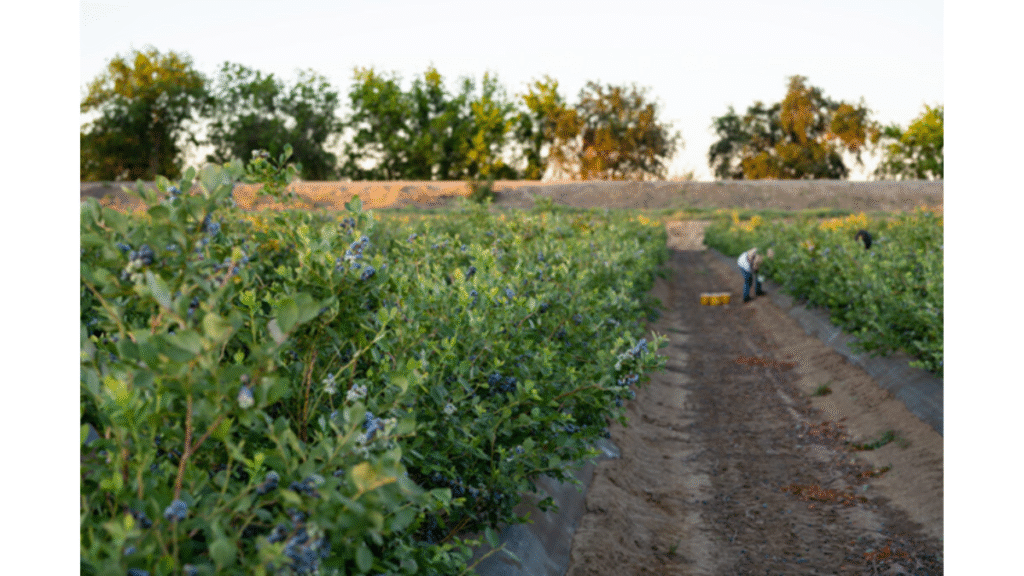 California Giant Berry Farms Details Pacific Northwest Blueberry Harvests California Giant Berry Farms Details Pacific Northwest Blueberry Harvests _Agriculture