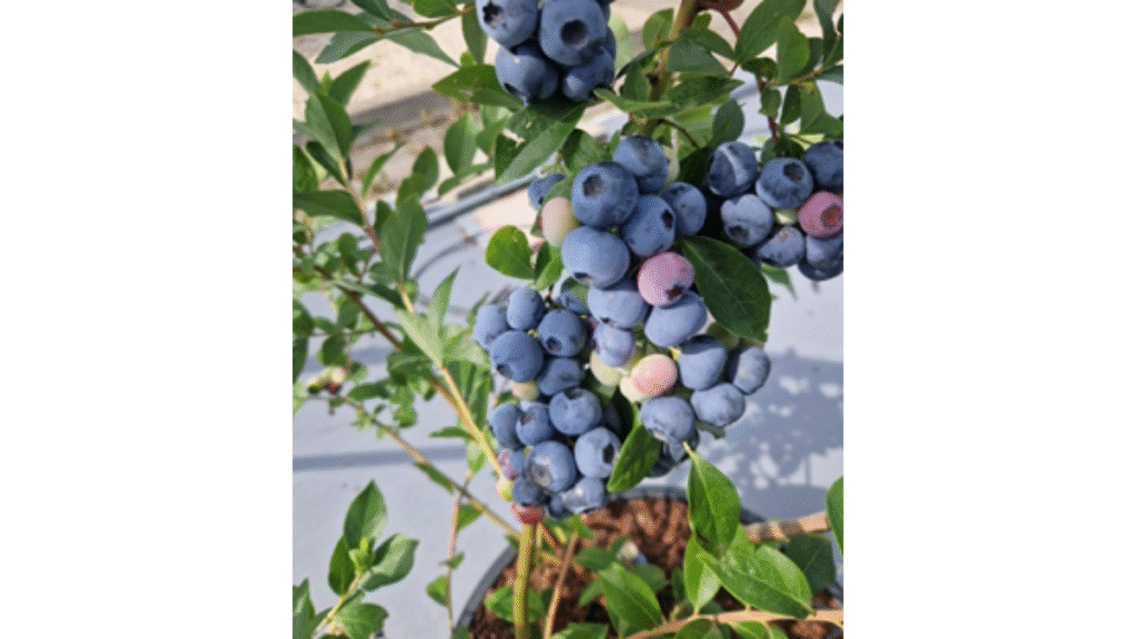 The James Hutton Institute introduces the first UK-bred blueberry The James Hutton Institute introduces the first UK-bred blueberry _Market