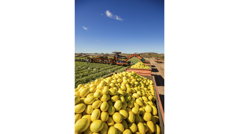 Itaueira Resumes International Commercial Operations and Confirms Presence at Fruit Logistica Berlin 2026 _Market