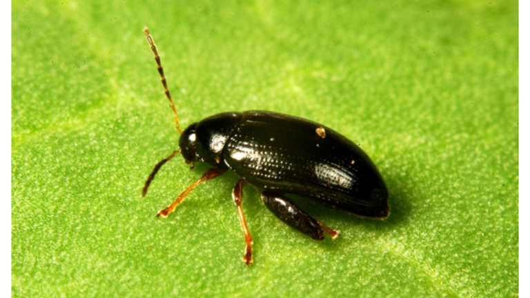 SYN-A, a natural olive-derived compound, controls insecticide-resistant cabbage stem flea beetle _Agriculture