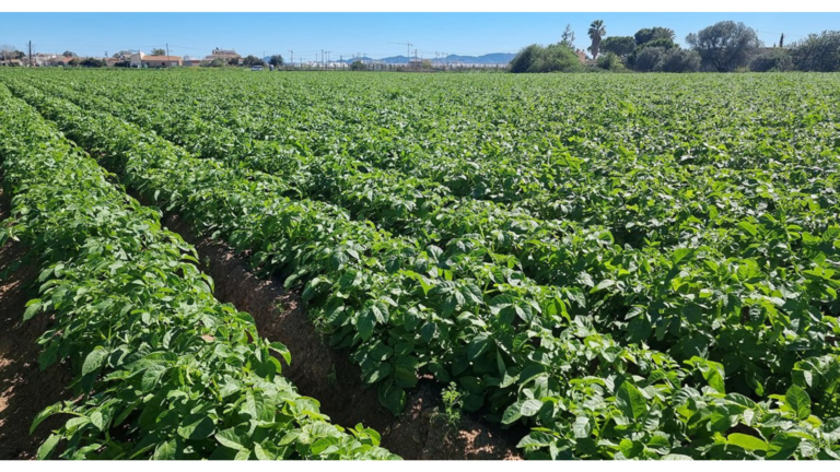 EUROPLANT Drives Market-Oriented Potato Varieties across Europe EUROPLANT Drives Market-Oriented Potato Varieties across Europe _Agriculture