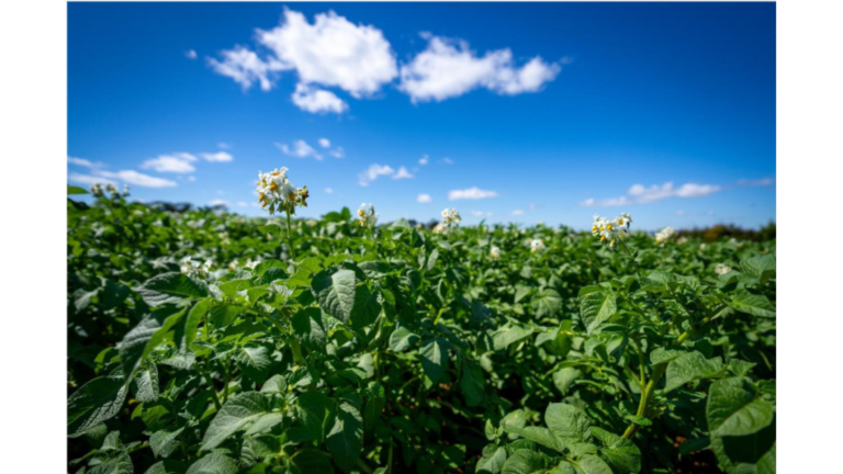 NZ Vegetable Industry Showcases Future Vision NZ Vegetable Industry Showcases Future Vision_Agriculture