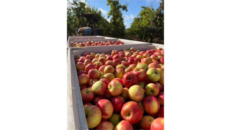 Honeybear Brands Projects Strong Organic Apple Crop Honeybear Brands Projects Strong Organic Apple Crop_ sustainability