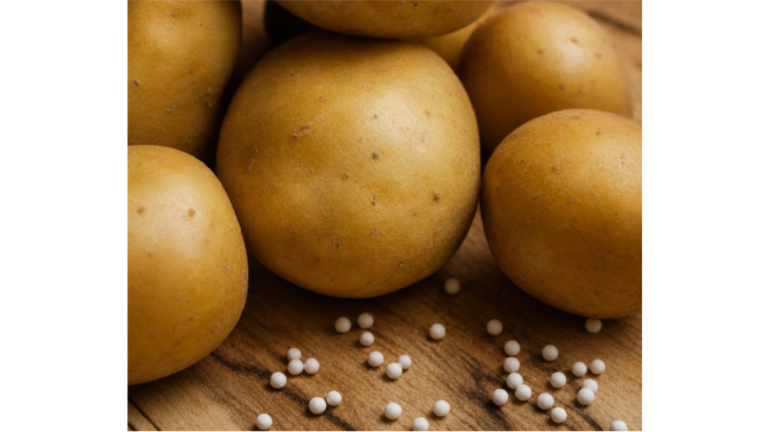 Solynta Adds New Hybrid Potato Seed in Kenya_Agriculture