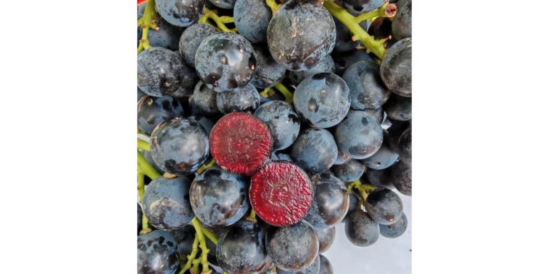 BOOMBITES Red Berry Grapes Launch with High Anthocyanins BOOMBITES Red Berry Grapes Launch with High Anthocyanins_Product